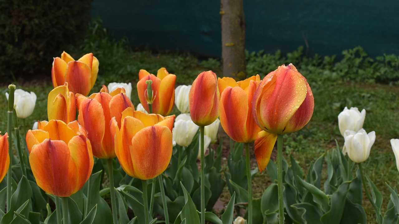 Tulip Garden and Botanical Gardens in Srinagar